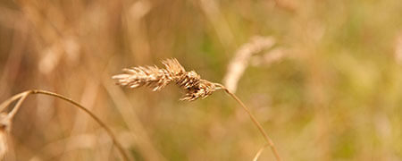 A prairie plant.