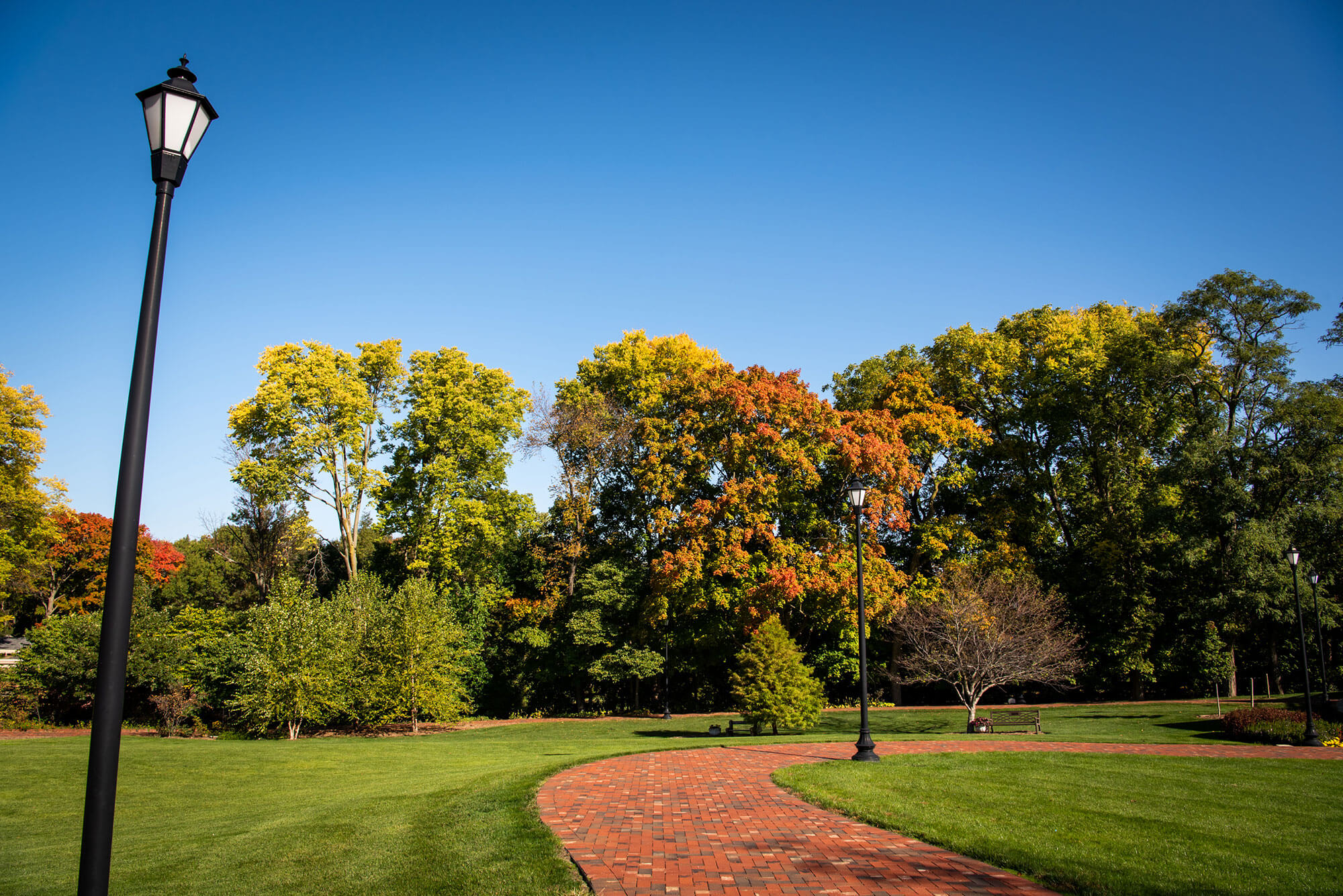 Fall threes on the backgroung of the pathway.