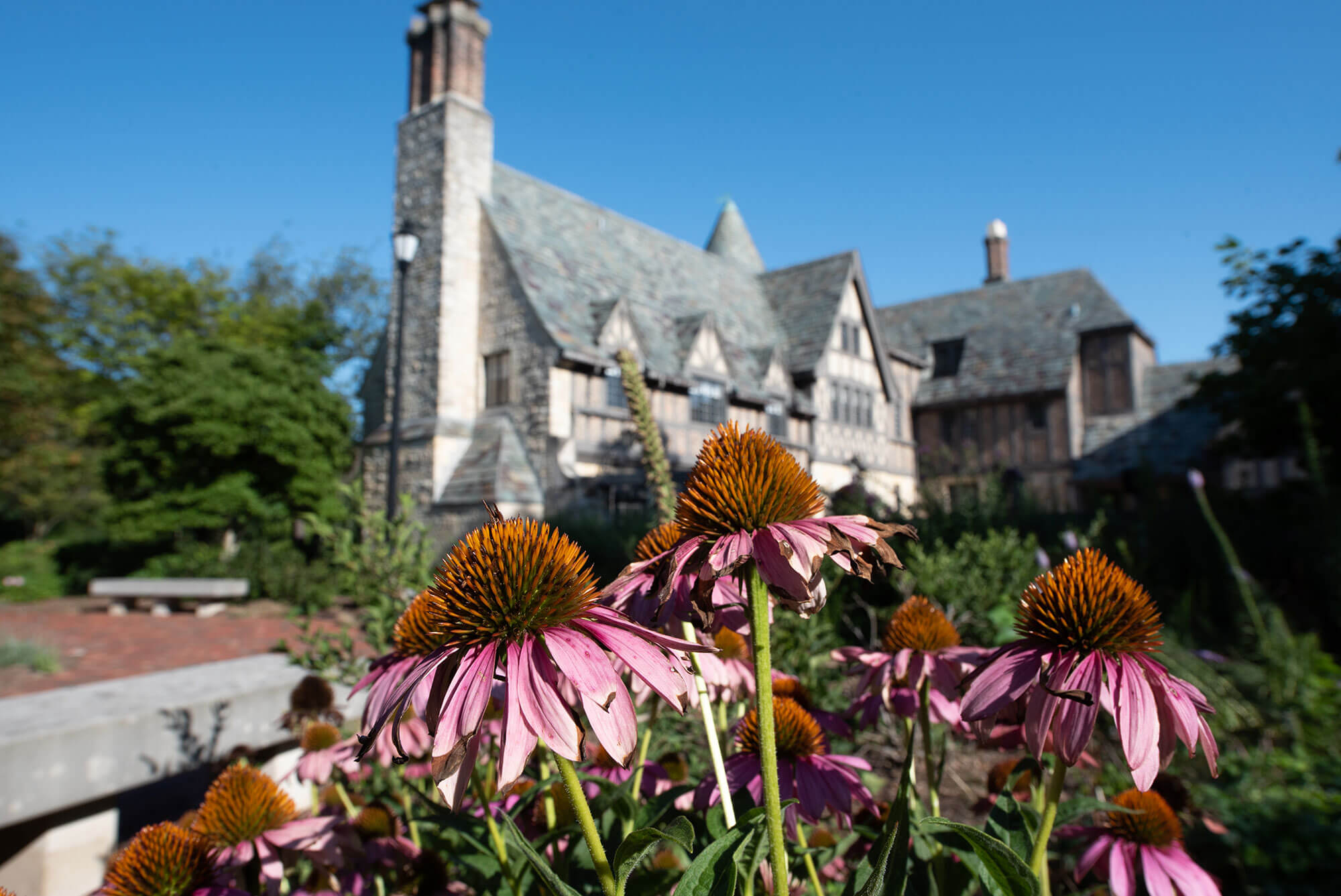 The Cone flowers in front of the Ewing Manor.