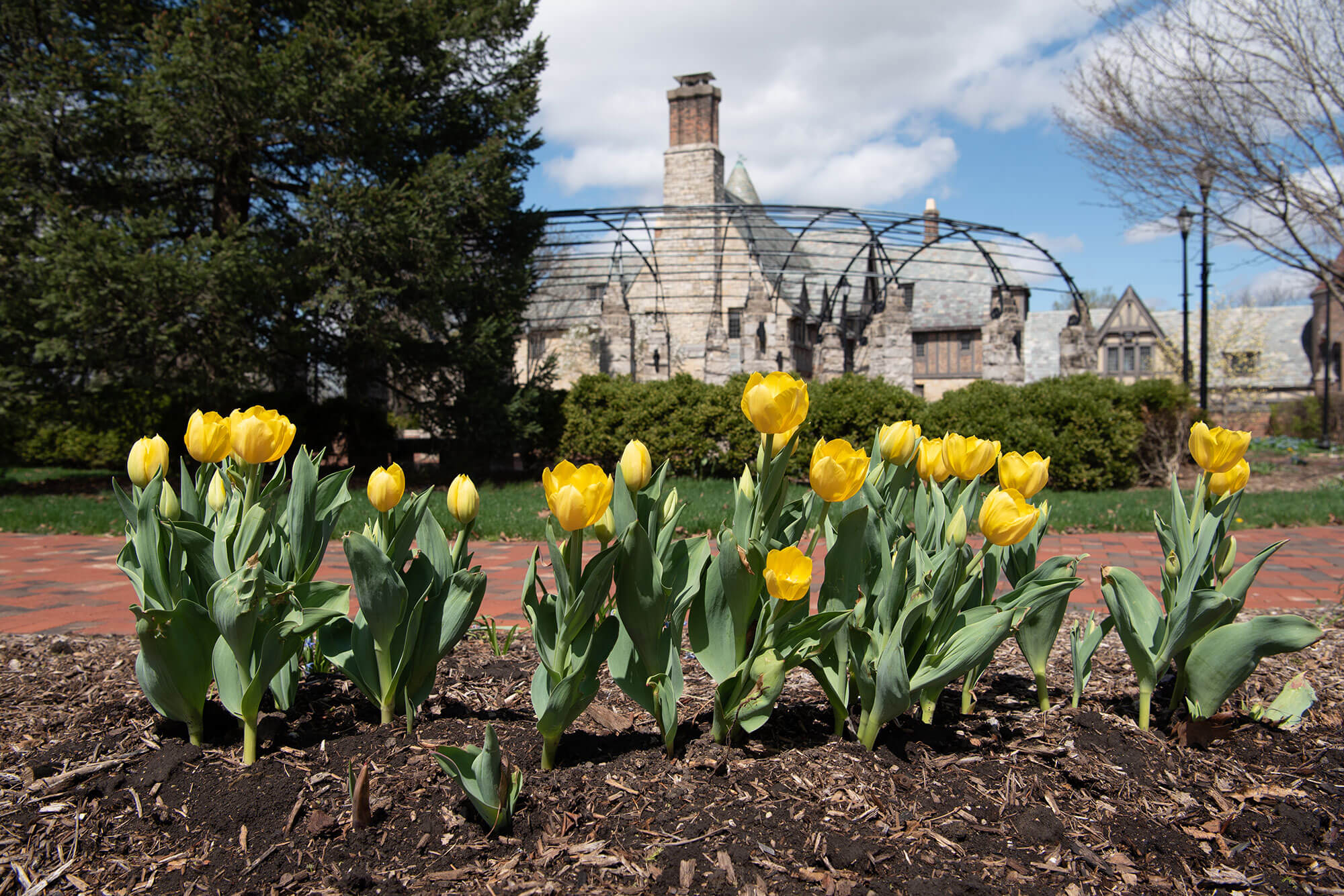 Yellow tulips on the Manor garden.