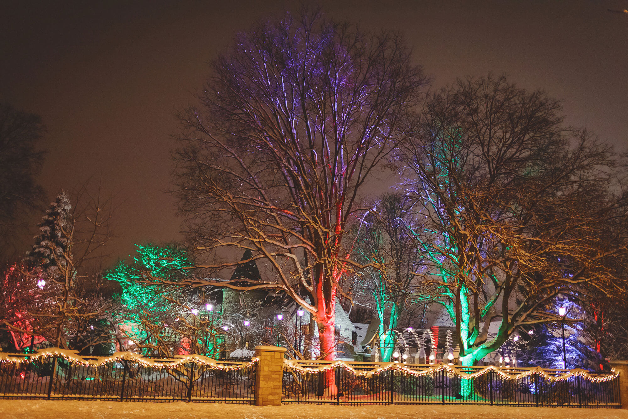 Trees lit up with Christmas colors.